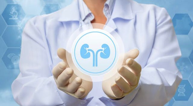 Image of a doctor holding a graphic of kidneys.