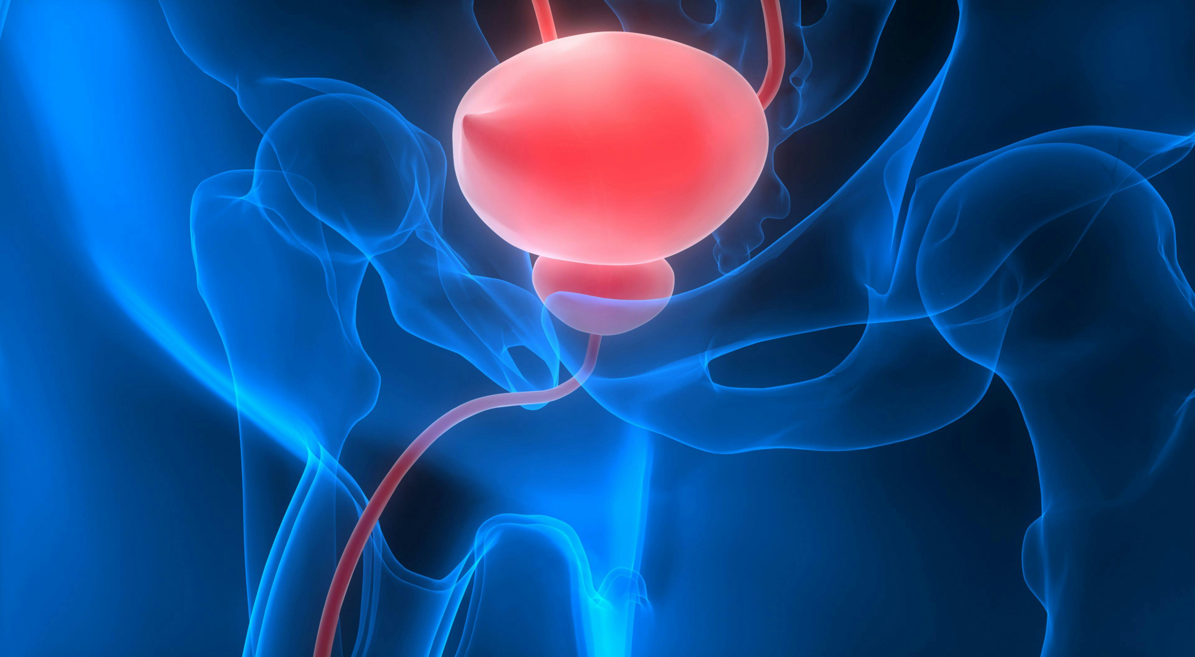 Image of a bladder highlighted in red.