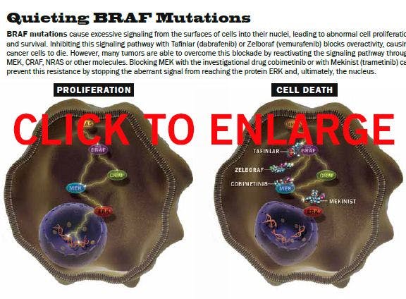 Quieting BRAF Mutations Illustration