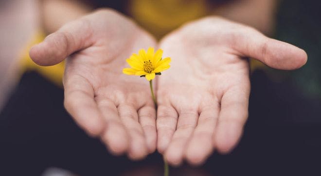 Image of a person holding a small yellow flower between their hands.
