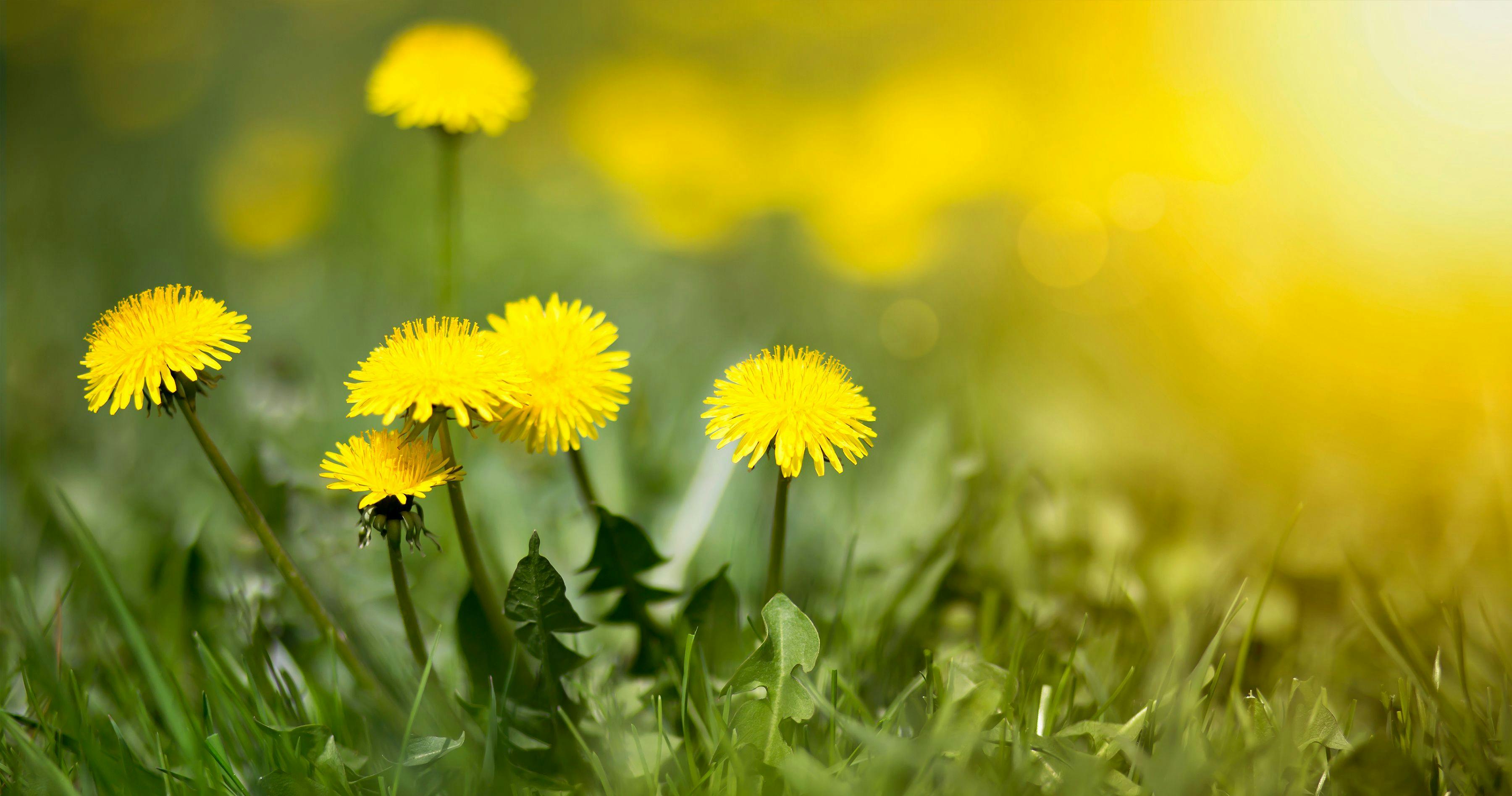 Edible fresh yellow blowball dandelion flowers, spring, summer | Image Credit: © Reddogs - stock.adobe.com.
