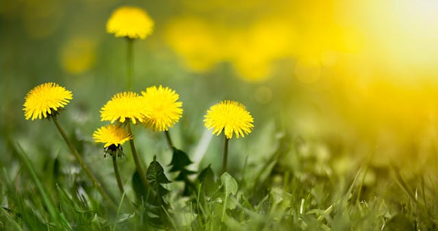 Edible fresh yellow blowball dandelion flowers, spring, summer | Image Credit: © Reddogs - stock.adobe.com.
