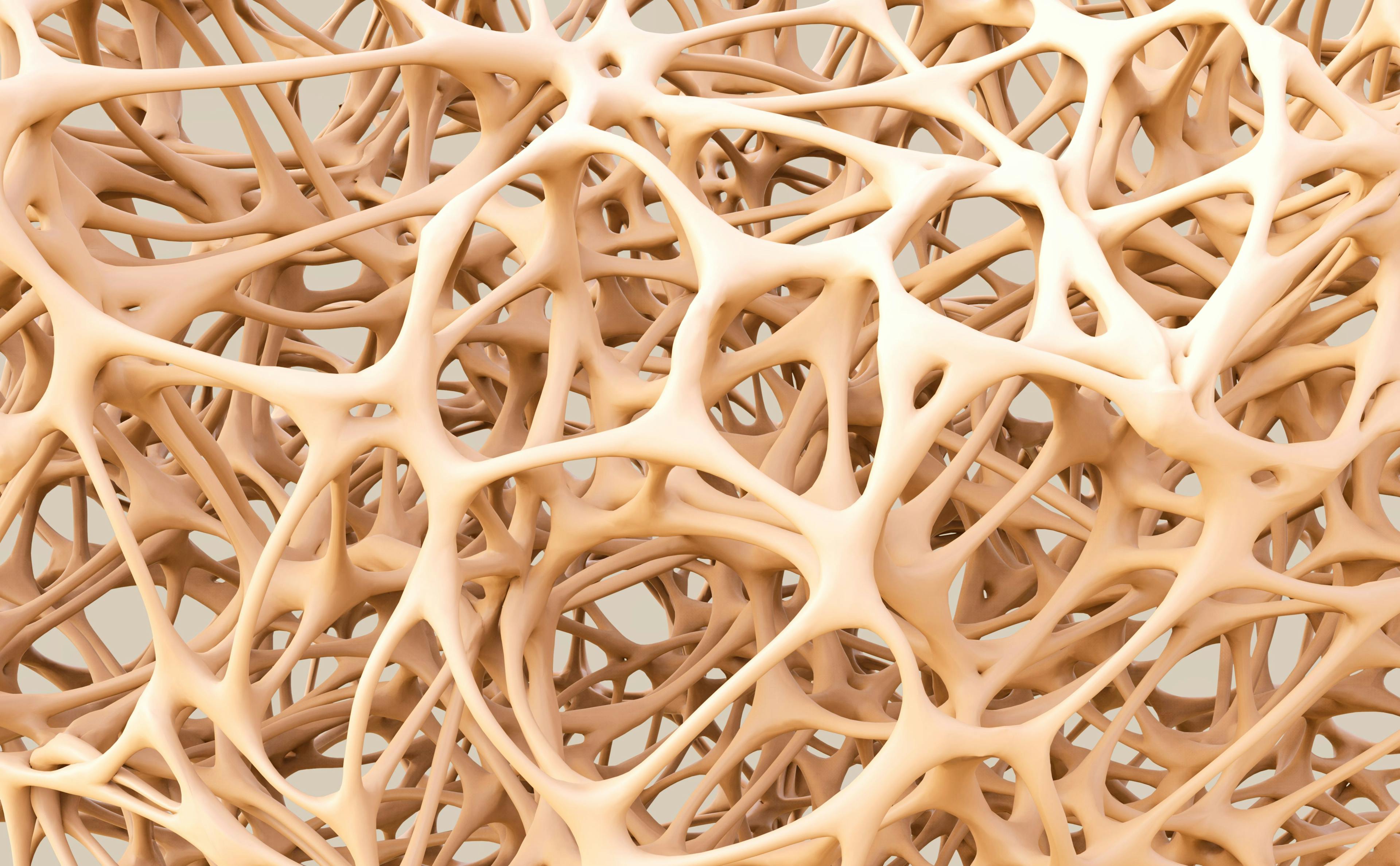 A close-up of bone marrow structure.
