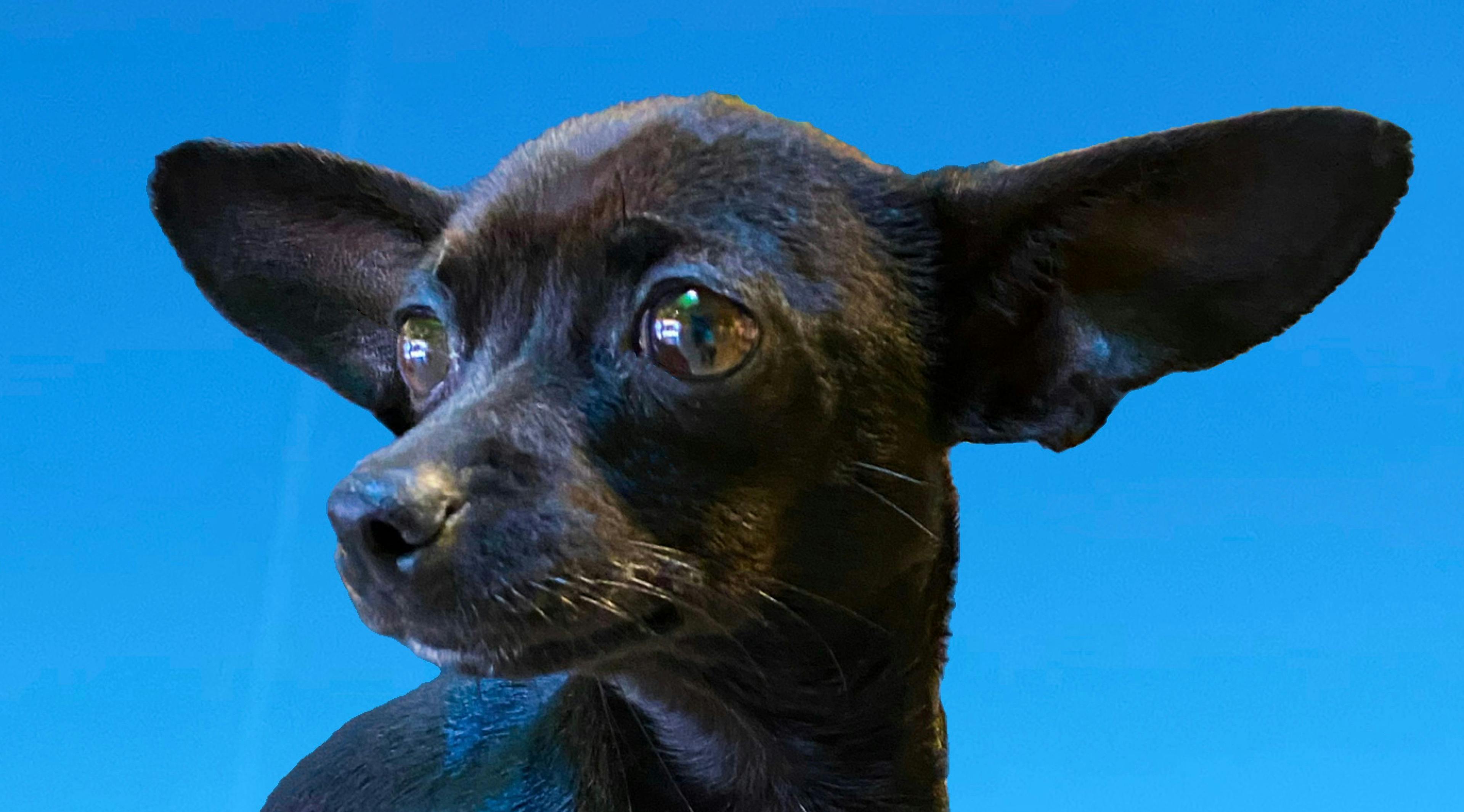 A black Chihuahua dog with large ears.