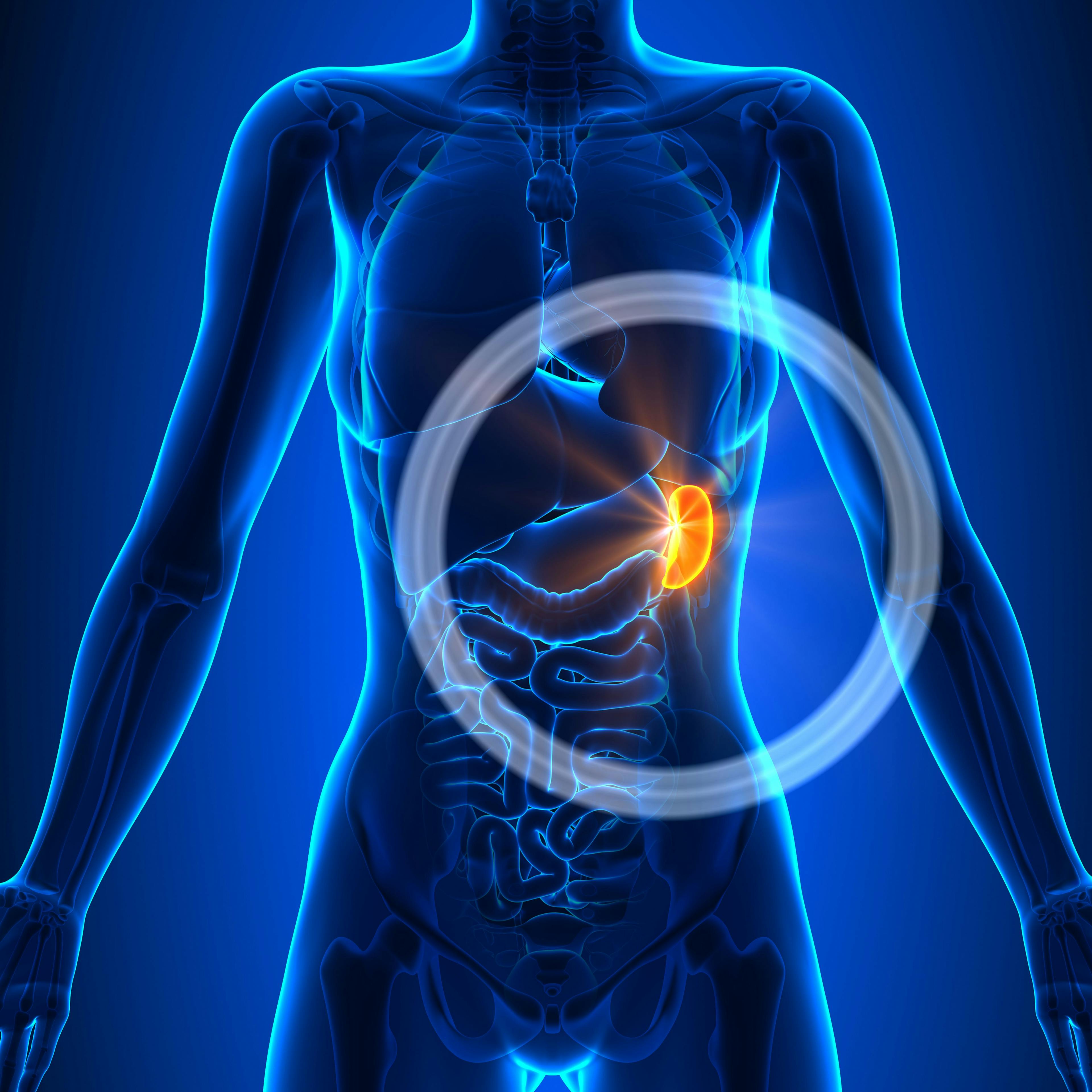 Spleen - Female Organs - Human Anatomy | Image Credit: © decade3d - © stock.adobe.com