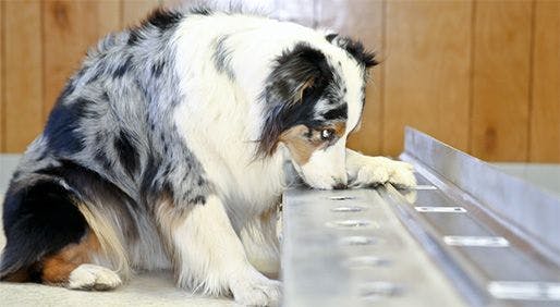 Stewie, a 6-year-old
Australian shepherd, gives
a “trained alert” to indicate
that she has detected cancer,
sitting, pawing at the
sample she has identified
and placing her nose up
against it. - PHOTO BY: COURTESY DINA ZAPHIRIS