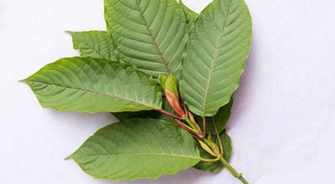 Considering Kratom as an Alternative to Opioids for Cancer-Related Pain