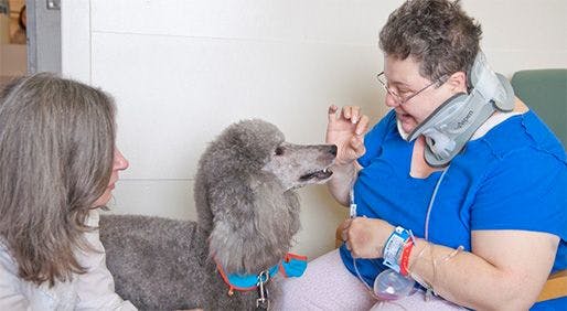 A patient at Greenwich Hospital, in Connecticut, interacts with therapy dogs. - PHOTOS COURTESY OF GREENWICH HOSPITAL