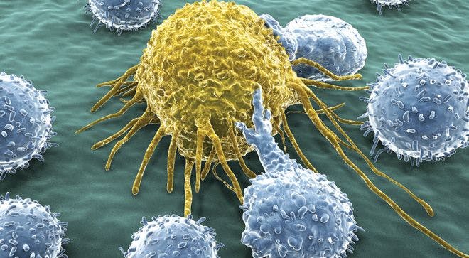 FDA Stops Study of Novel Blood Cancer Drug