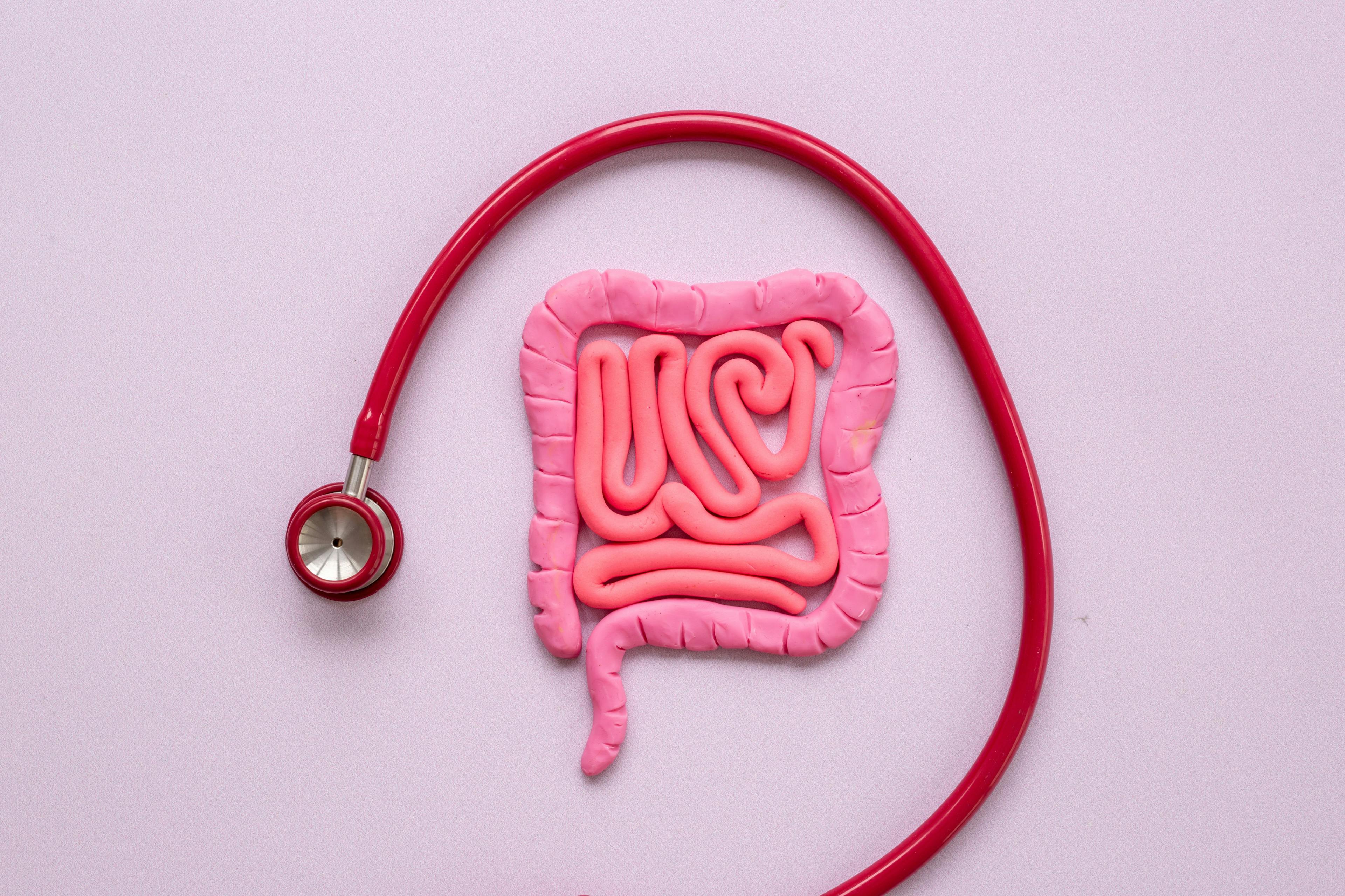 Human intestines colon organ shape. Digestive tract problems colitis or colon cancer | Image credit: © 9dreamstudio - © stock.adobe.com 
