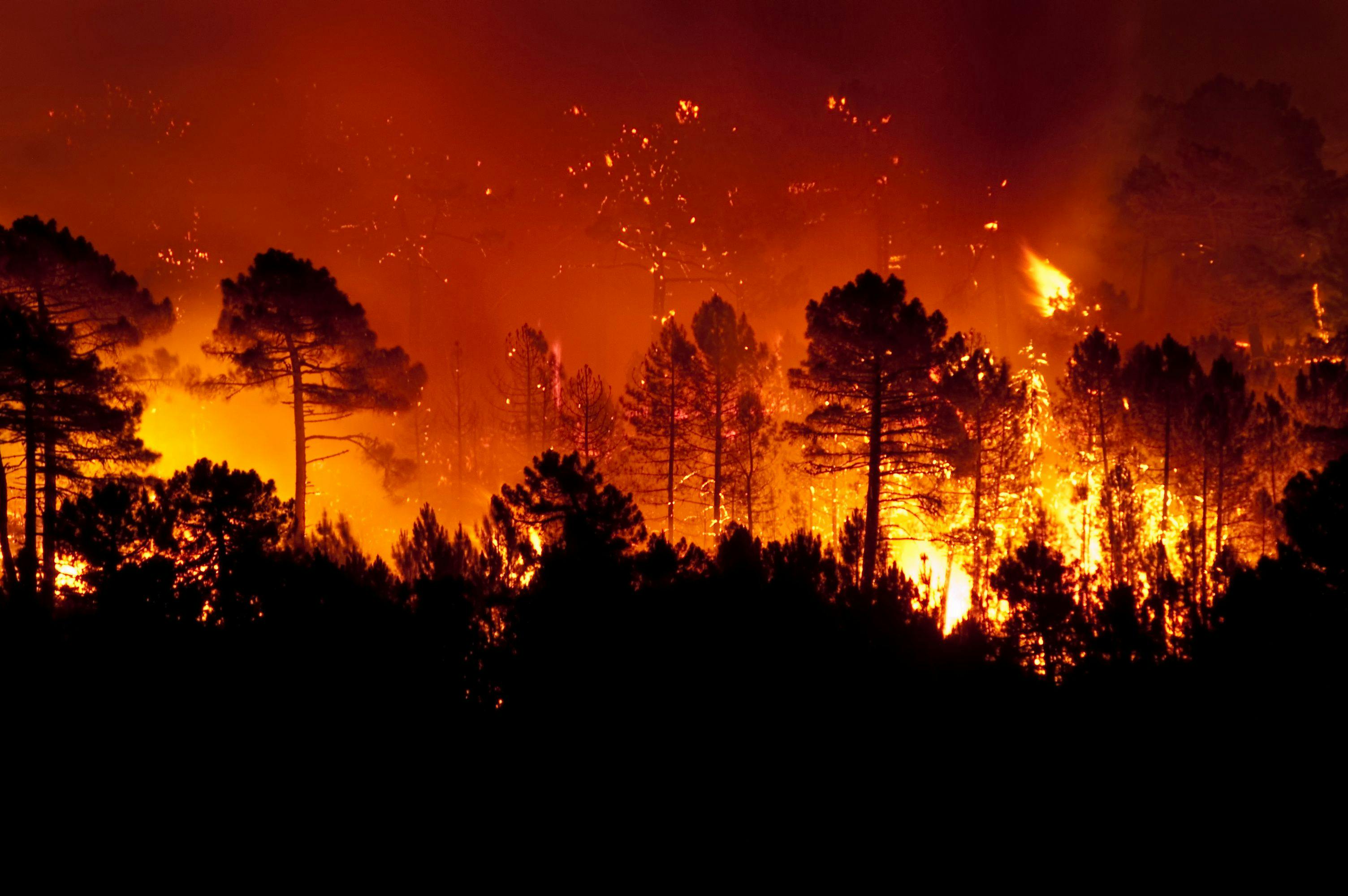 Forest fire, Pinus pinaster, Guadalajara (Spain) | Image credit: © JAH - © stock.adobe.com
