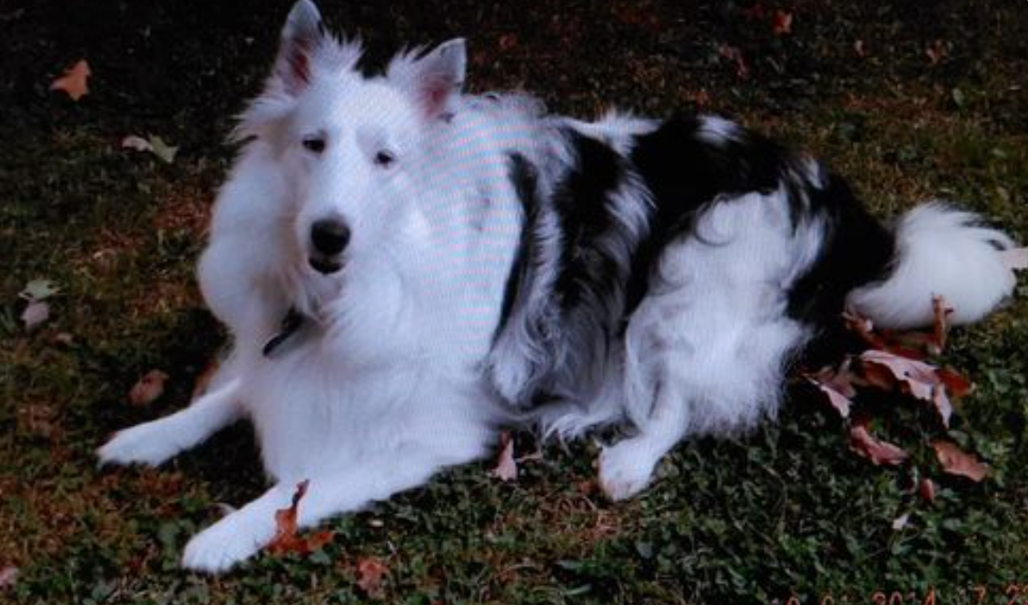 image of dog Shiloh
