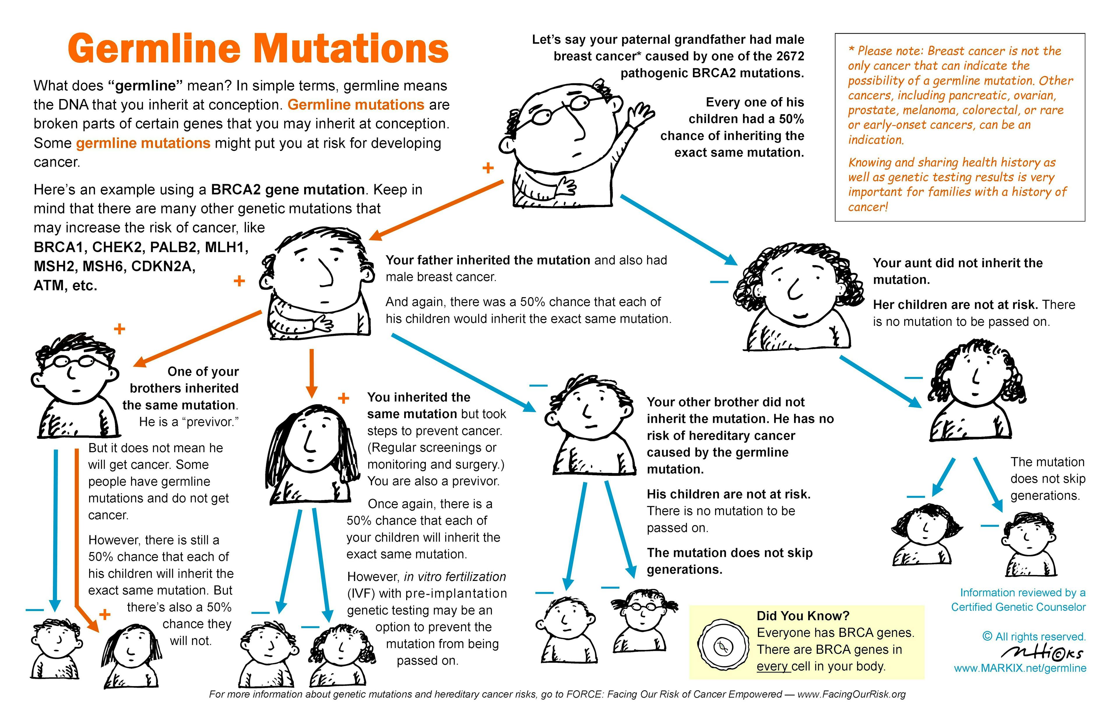Flowchart explaining how germline mutations work, created by Mark Hicks