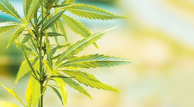 cannabis marijuana leaf 