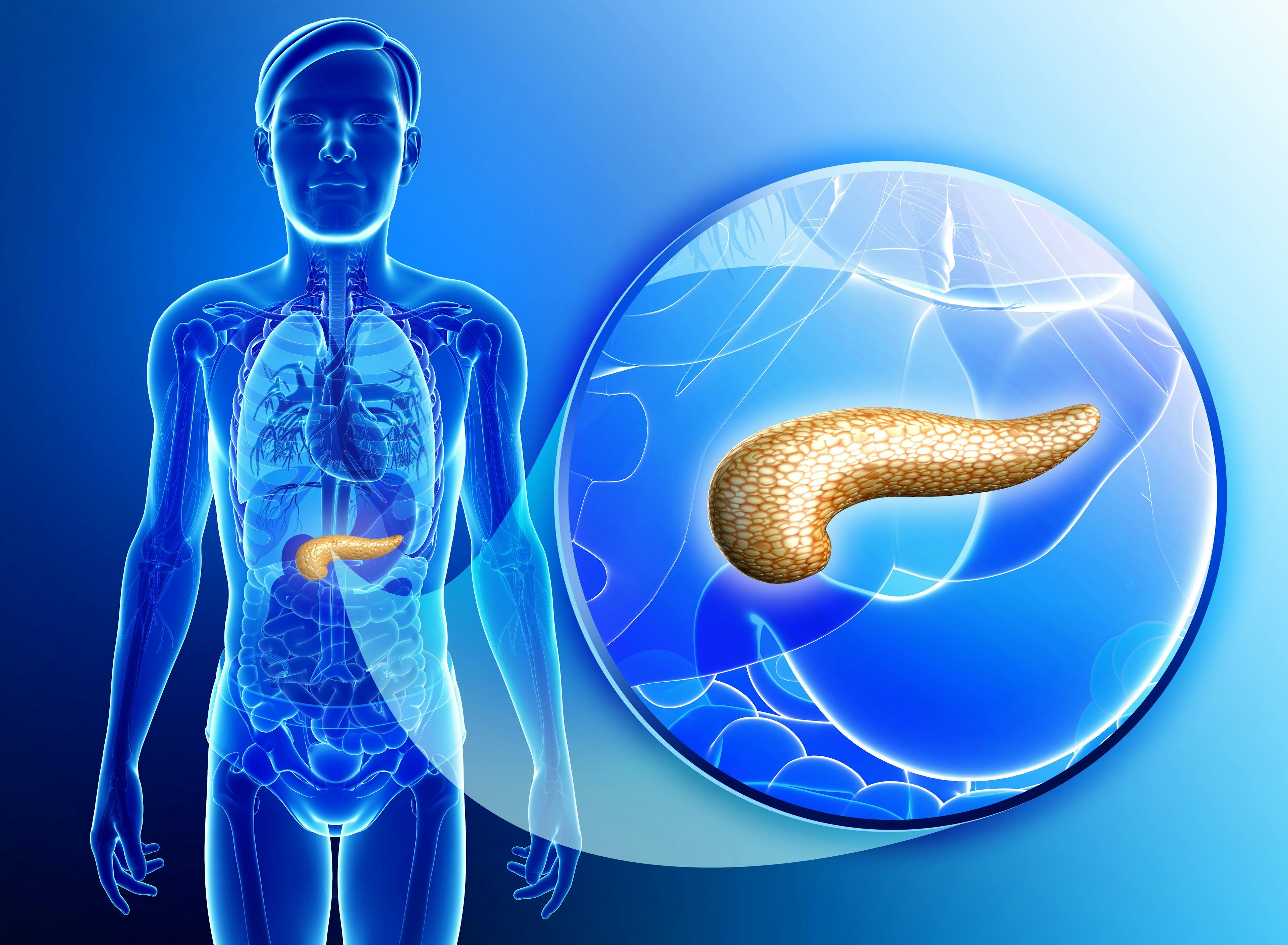 human body, zoom in on the pancreas