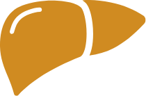 Liver